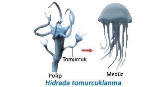 Hidrada tomurcuklanma
